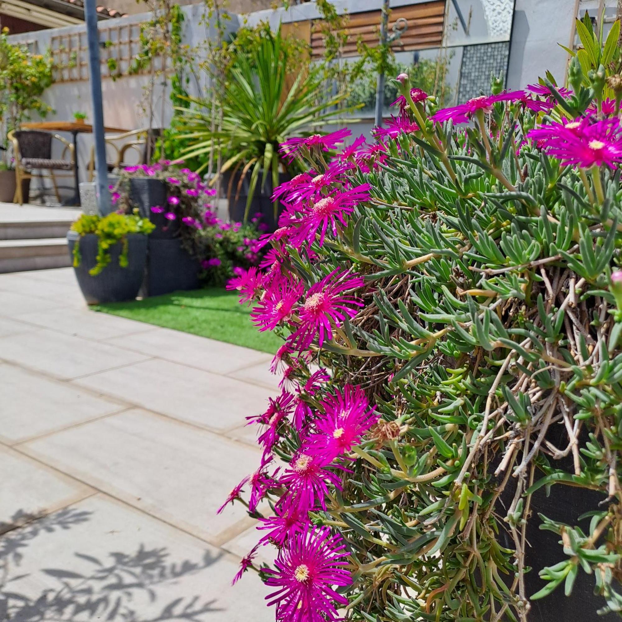 Le Petit Patio Bed & Breakfast Aigues-Mortes Exterior photo